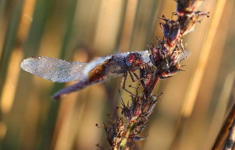 Feuerlibelle von Matthias Brix