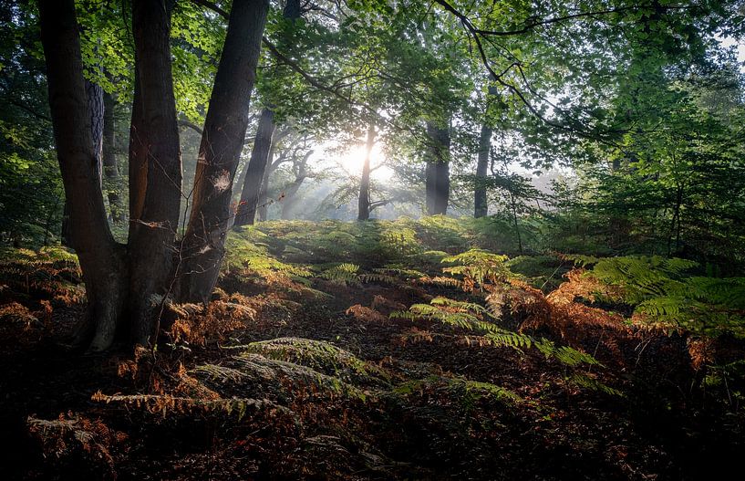 Landgut Vogelenzang Woestduin von martin slagveld