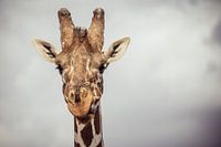 Giraffe sticks his tongue out of his mouth, in color