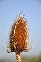 Verdroogde distel in portrait