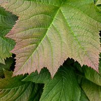 Feuille avec bord rouge