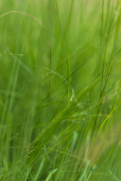 Zomer gras (Nederland) van Marcel Kerdijk