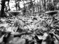 Paddenstoelen tussen de bladeren