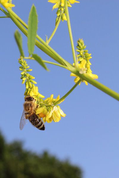 Zonnige wesp tegen blauwe lucht von Assia Hiemstra