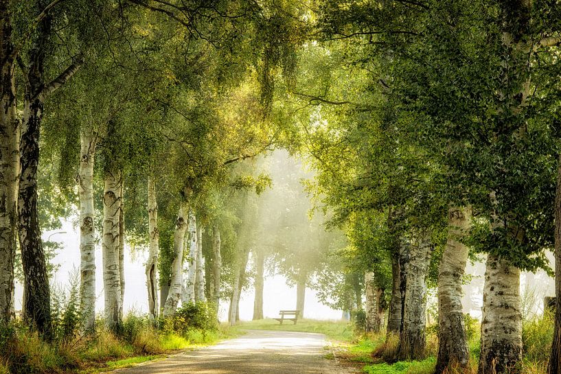 Bench &amp; Birches par Lars van de Goor