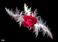 The shadow of the rose