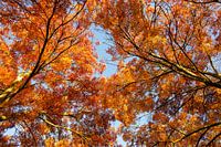 Golden yellow autumn tree