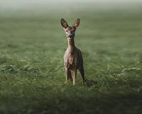 roe deer in green field
