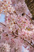 Rosa Kirschblüte Detail