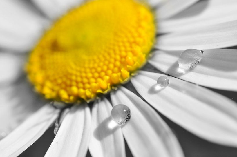 Druppels op bloem by Corinne Welp