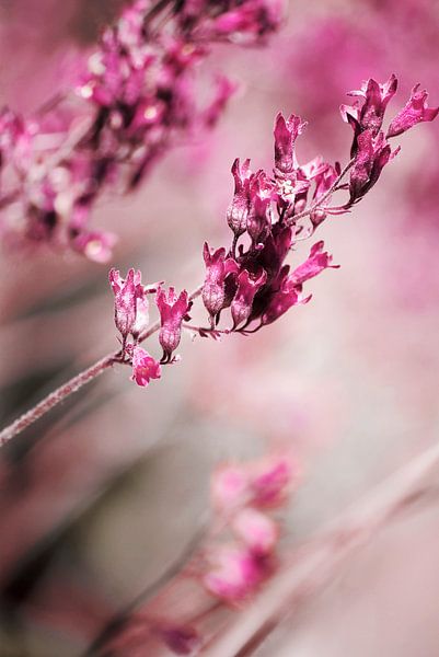 ROSE SPANGLES no1  von Pia Schneider