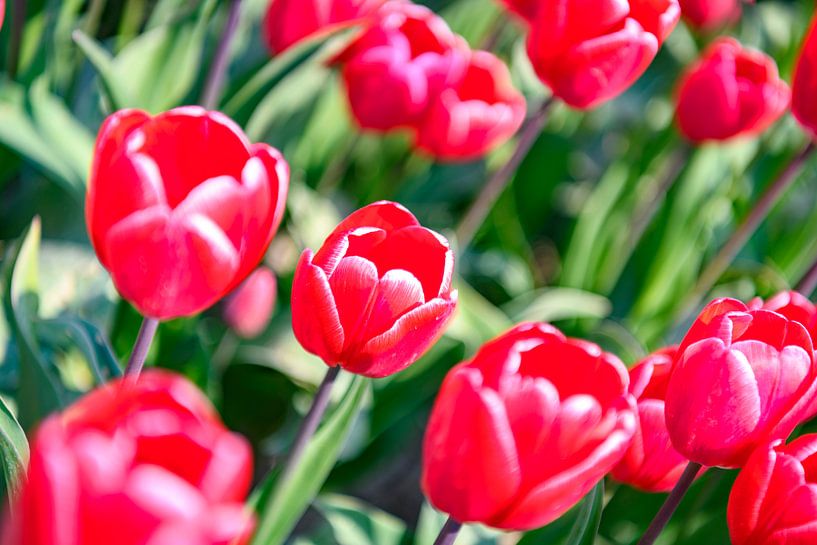 Floraison de tulipes rouges et roses dans un champ pendant une belle journée de printemps par Sjoerd van der Wal Photographie
