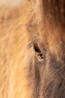 Horse's eye close-up