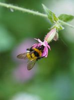 Flauschige Hummel auf einer rosa Blume.