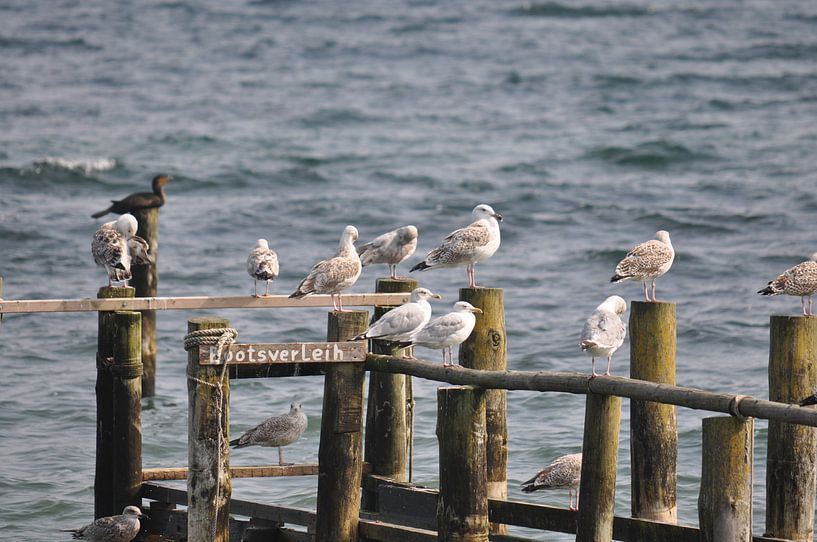 Meeuwen aan de steiger op Vitt, Rügen van GH Foto & Artdesign