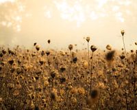 Die Natur in ihrem stillen Rückzug