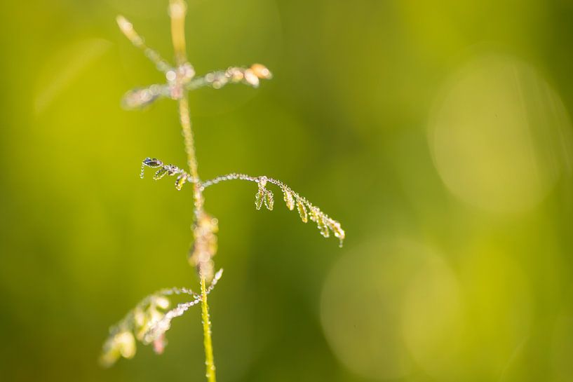 Morgenlicht auf dem Fluss IJssel - 6 von Damien Franscoise