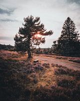 Heideveld in het bos