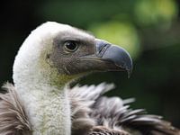 Gyps Africanus -Witruggier