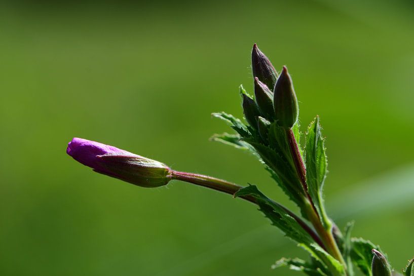 Boutons de fleurs au soleil par Gerard de Zwaan