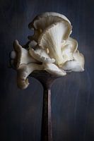 Pleurote en huître sur un piédestal