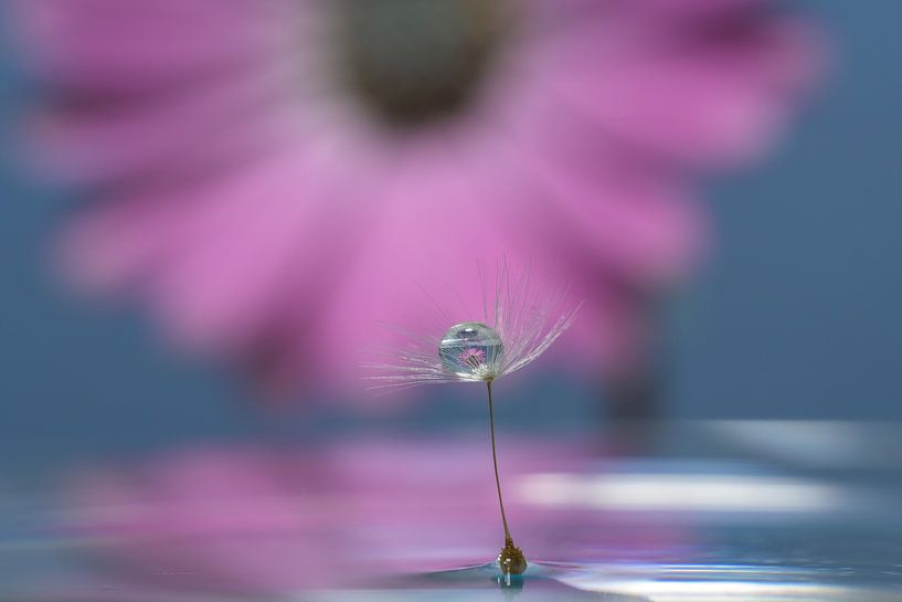 Löwenzahn-Flaum von Adriaan Westra