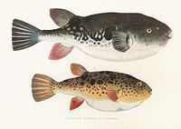 Tetraodon Rubripes, T. Pardalis, Philipp Franz Balthasar von Siebold