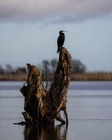 Auf einem Baumstumpf ruhender Kormoran