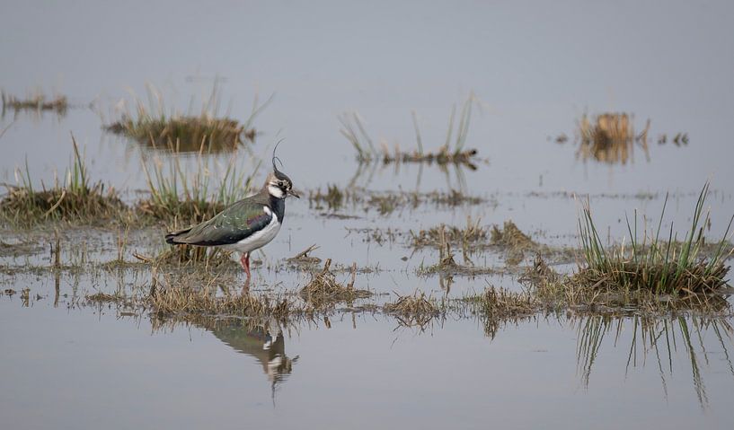 Eenzame Kieviet von Karin Tebes
