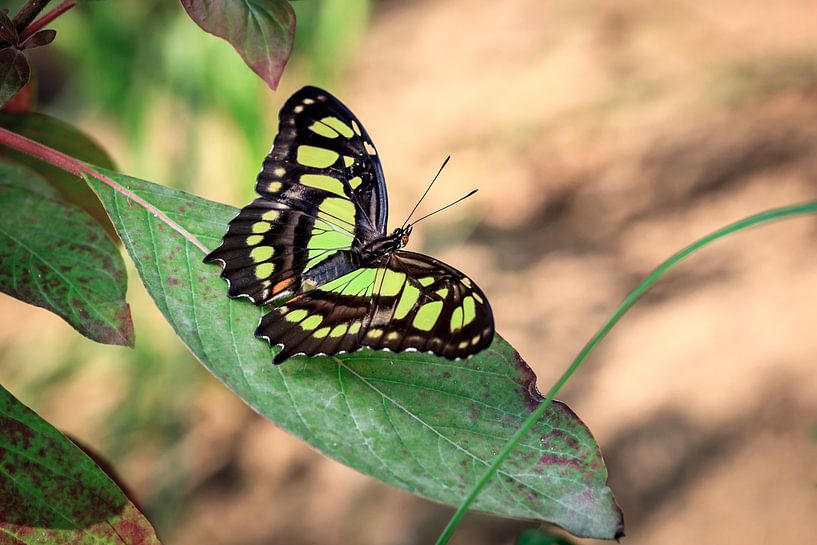 Malachite Butterfly by Tim Abeln