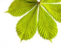Kastanje Blad