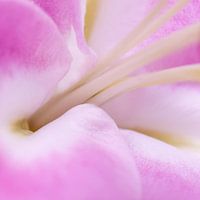 Glatte weiche rosa Makro abstrakte Blütenköpfe - Nummer 6