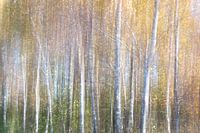 Birch in Gold