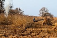 The Weerribben and Wieden; a cane cutter at work!