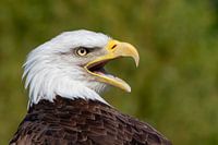 Aigle chauve américain