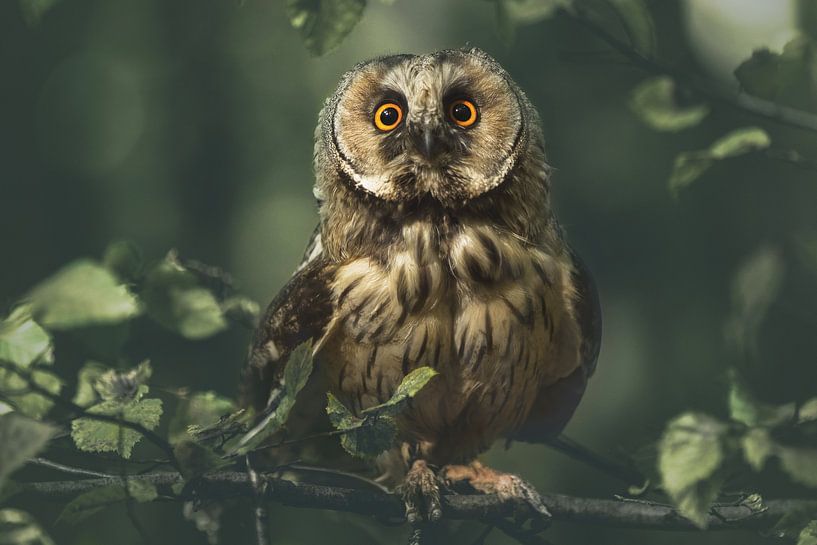 Überrascht Eule von sarah zentjens