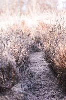 Gefrorene Straße in der Natur in den Niederlanden