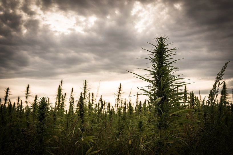 Don't panic, it's organic von Human- pictures