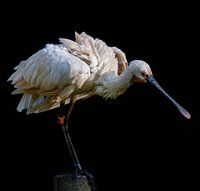 European spoonbill