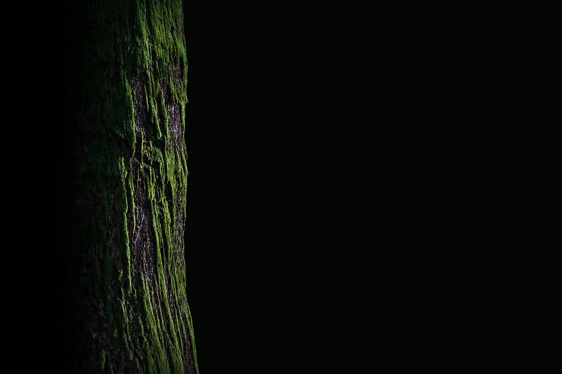 Riesenwald von Bert Kok