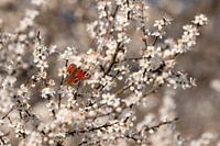White blossom with day peacock.