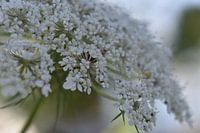 closeup of the flute