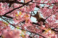 Écureuil parmi les fleurs d'un arbre sur l'île d'Enoshima, Japon