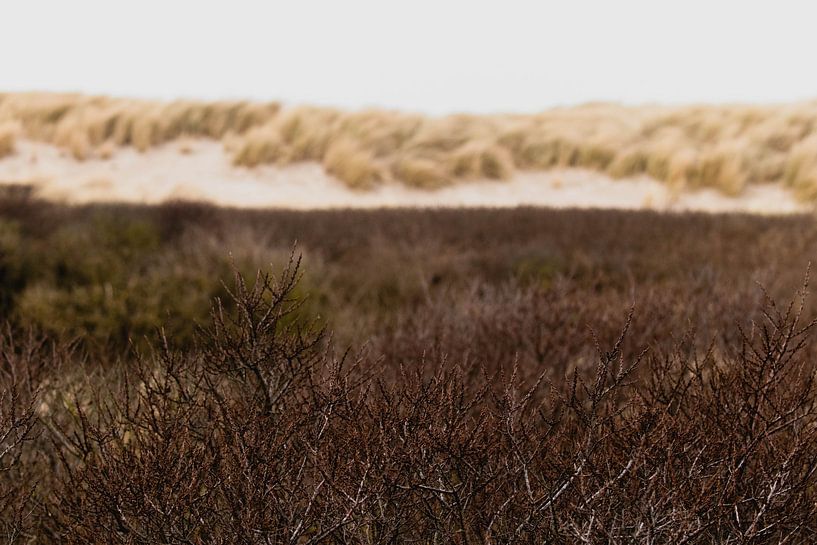Dünen im Westduinpark in Scheveningen von Anne Zwagers