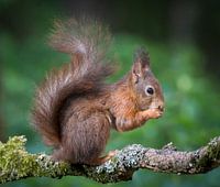 Écureuil sur une branche