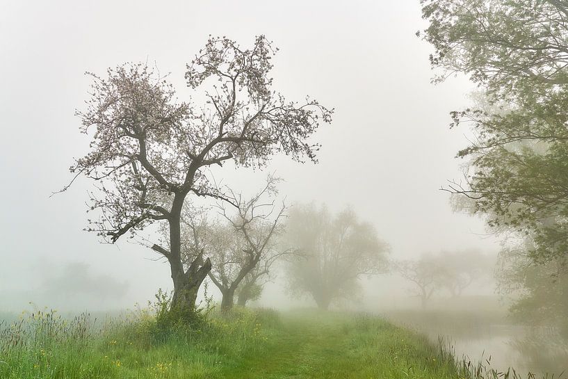 Wasserlandschaft im Nebel von Ad Jekel