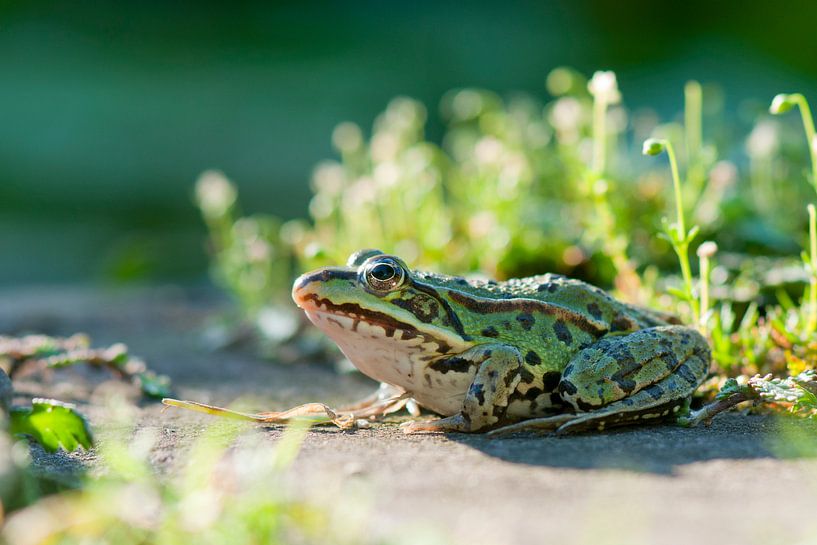  Edible frog (Pelophylax kl. esculentus)  von Tamara Witjes