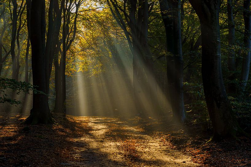 Herbst im Speulderbos von Kim Claessen