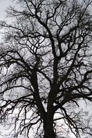 Ein imposanter düsterer Baum