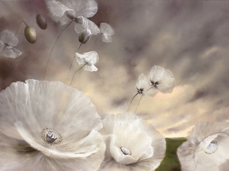 Volatile - white poppy__ by Annette Schmucker